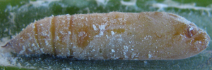 Pupae